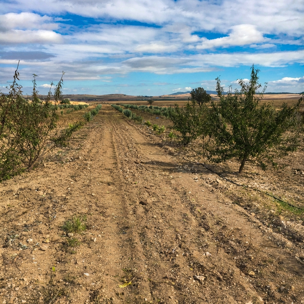 Vue panoramique de l'oliveraie à Laribus